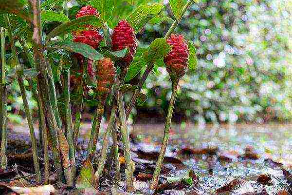 is it possible to grow ginger in central Russia