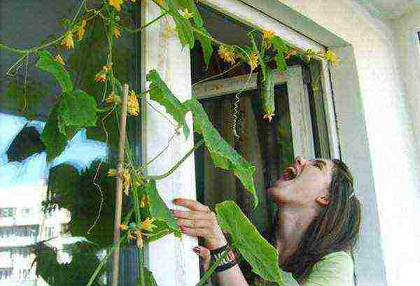 posible bang palaguin ang zucchini sa bahay