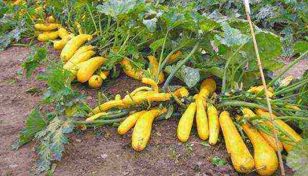 is it possible to grow zucchini at home