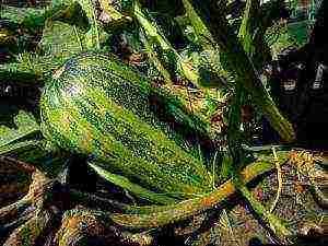 posible bang palaguin ang zucchini sa bahay