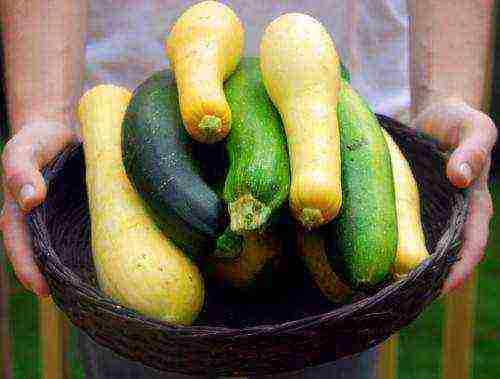 posible bang palaguin ang zucchini sa bahay