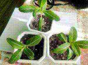เป็นไปได้ไหมที่จะปลูก catharanthus เป็น houseplant