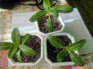 เป็นไปได้ไหมที่จะปลูก catharanthus เป็น houseplant