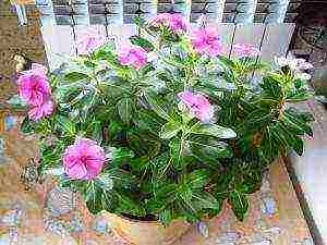 is it possible to grow catharanthus as a houseplant