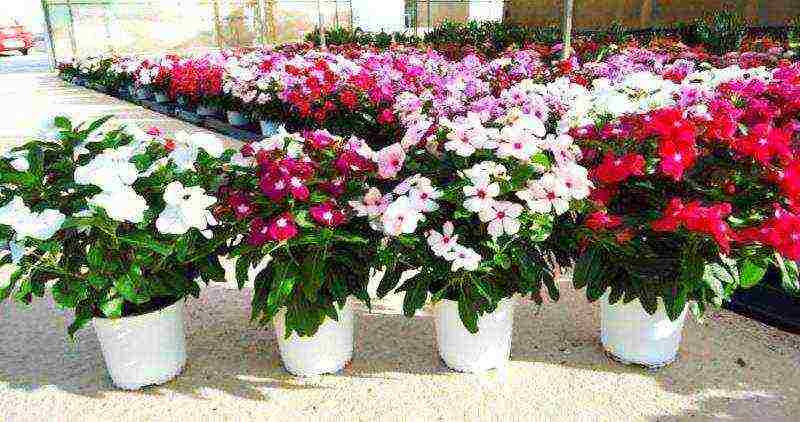 is it possible to grow catharanthus as a houseplant