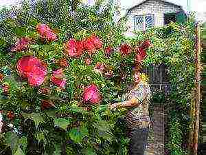 is it possible to grow a Chinese rose outdoors