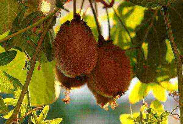 is it possible to grow kiwi at home