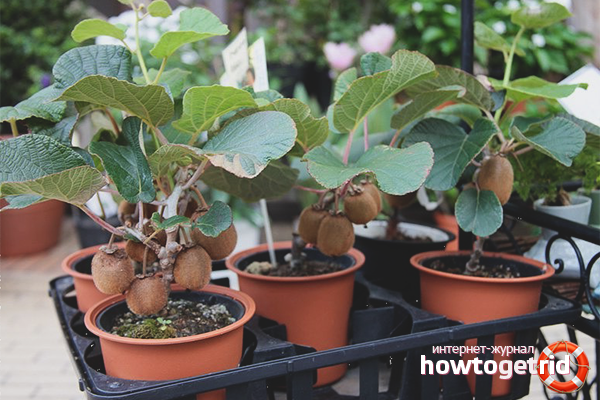 is it possible to grow kiwi at home