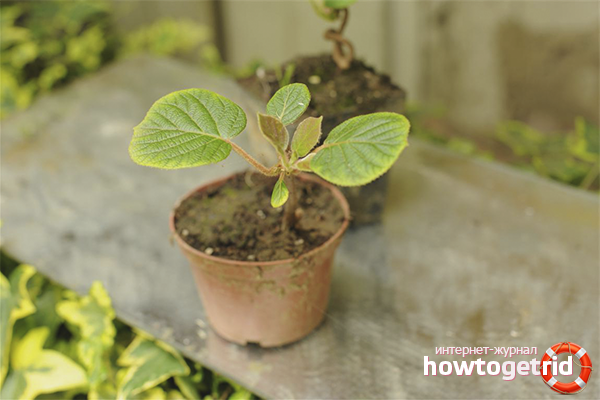 is it possible to grow kiwi at home