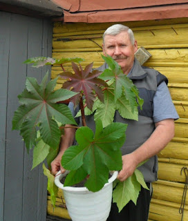 is it possible to grow castor oil plant as a houseplant