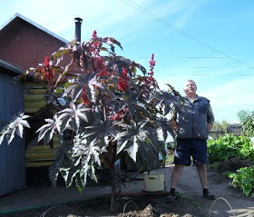 is it possible to grow castor oil plant as a houseplant