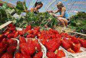 is it possible to grow strawberries all year round in a greenhouse