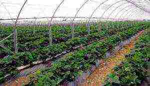 is it possible to grow strawberries all year round in a greenhouse