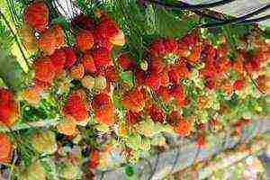 is it possible to grow strawberries all year round in a greenhouse