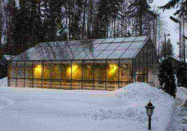 is it possible to grow strawberries all year round in a greenhouse