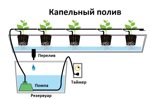 เป็นไปได้ไหมที่จะปลูกสตรอเบอร์รี่ได้ตลอดทั้งปีในเรือนกระจก