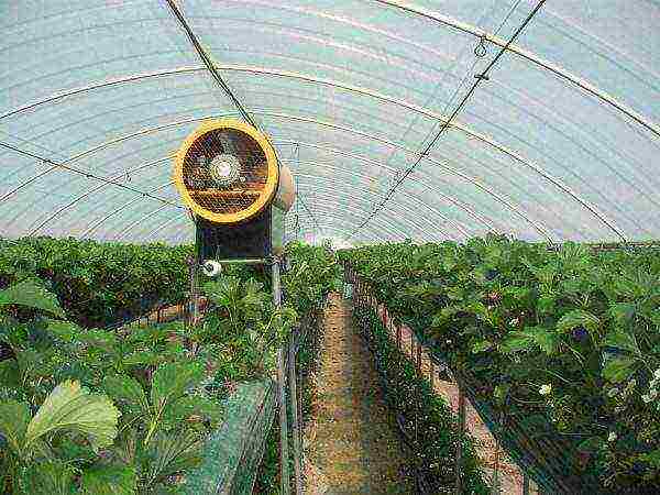 is it possible to grow strawberries all year round in a greenhouse