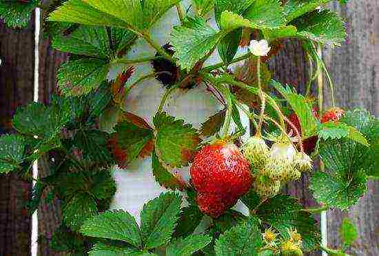 is it possible to grow strawberries in an apartment all year round