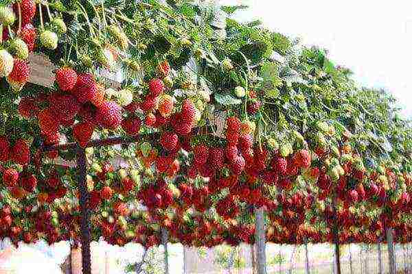 is it possible to grow strawberries in a greenhouse all year round