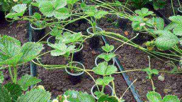 posible bang palaguin ang mga strawberry sa isang greenhouse buong taon