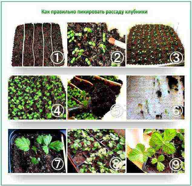 is it possible to grow strawberries in a greenhouse all year round