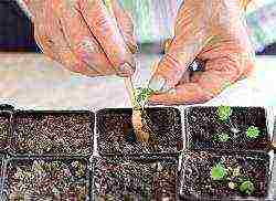 posible bang palaguin ang mga strawberry sa isang greenhouse buong taon