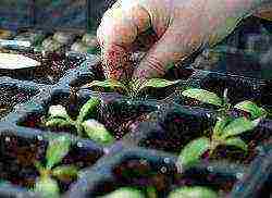 is it possible to grow strawberries in a greenhouse all year round