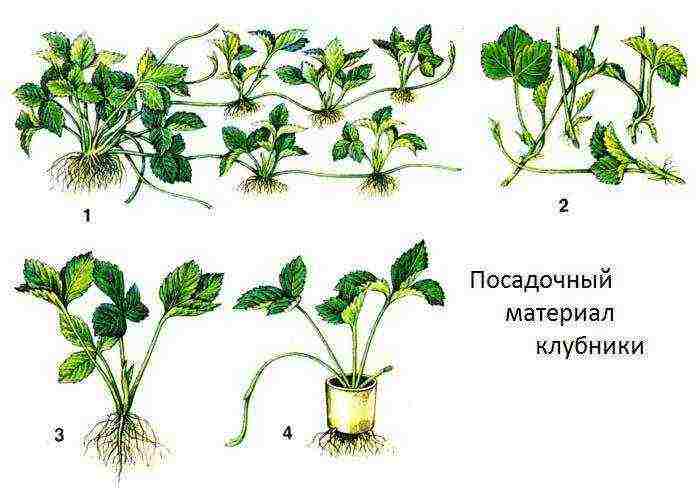 is it possible to grow strawberries in a greenhouse all year round