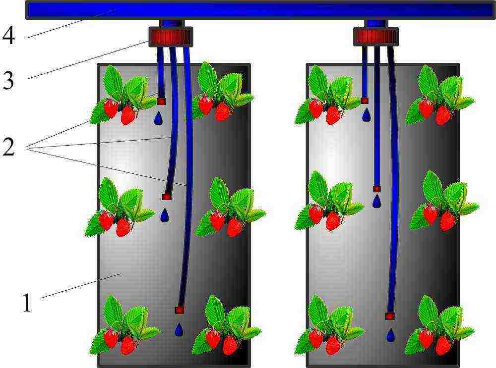 posible bang palaguin ang mga strawberry sa isang greenhouse buong taon