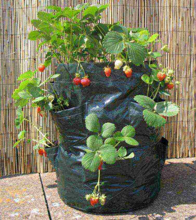 is it possible to grow strawberries in a greenhouse all year round