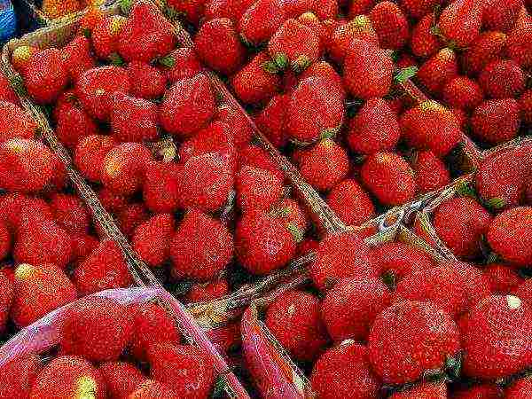 posible bang palaguin ang mga strawberry sa isang greenhouse buong taon