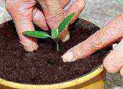 is it possible to grow strawberries in a greenhouse with tomatoes