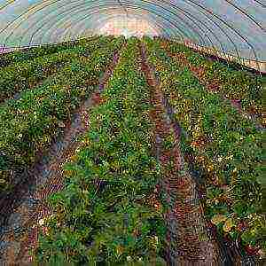 is it possible to grow strawberries in a greenhouse with tomatoes