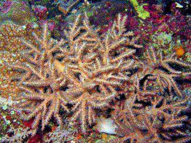 is it possible to grow corals at home