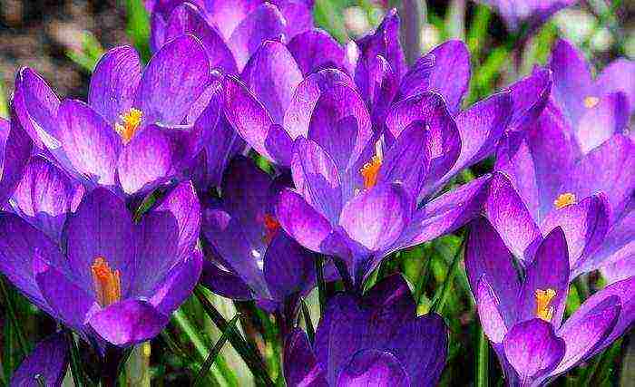 is it possible to grow crocuses at home