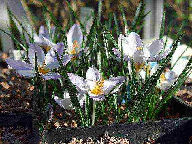 is it possible to grow crocuses at home