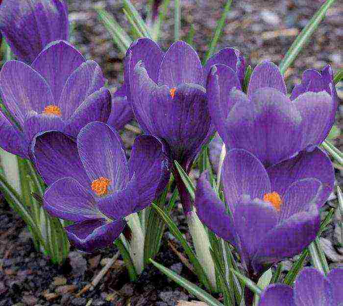 is it possible to grow crocuses at home