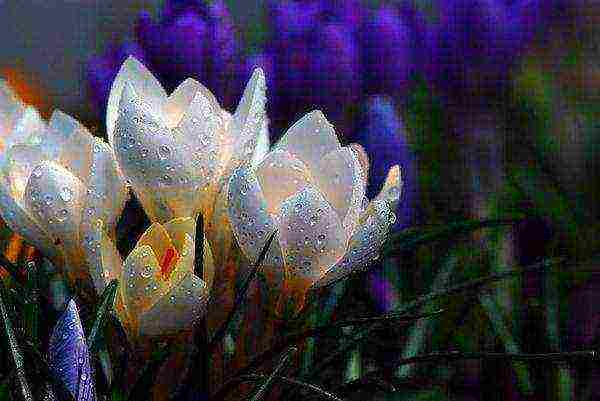 is it possible to grow crocuses at home