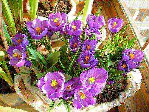 is it possible to grow crocuses at home