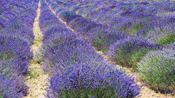 is it possible to grow lavender as a houseplant