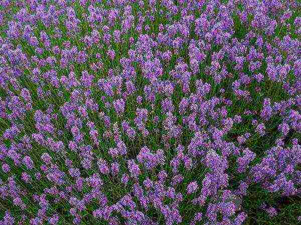 posible bang lumago ang lavender bilang isang houseplant