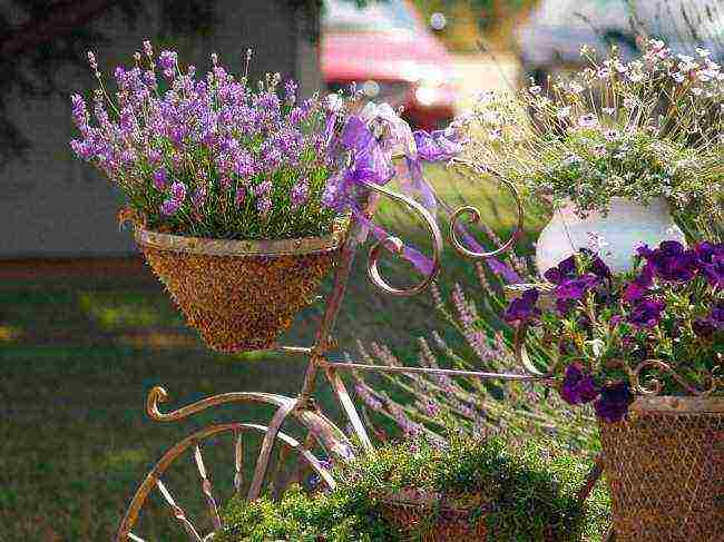 is it possible to grow lavender as a houseplant