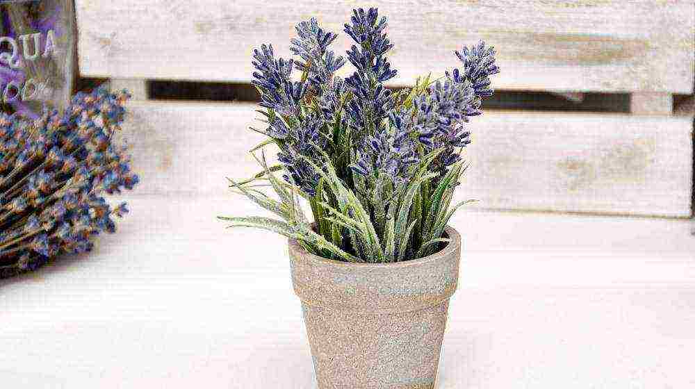 posible bang lumago ang lavender bilang isang houseplant