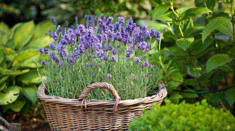 is it possible to grow lavender as a houseplant