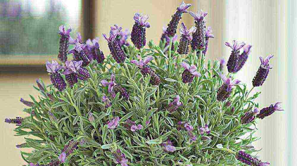 is it possible to grow lavender as a houseplant