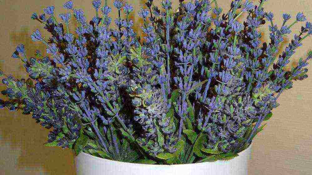 is it possible to grow lavender as a houseplant