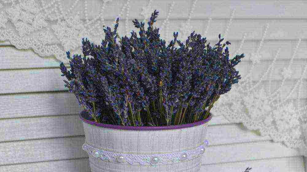 posible bang lumago ang lavender bilang isang houseplant