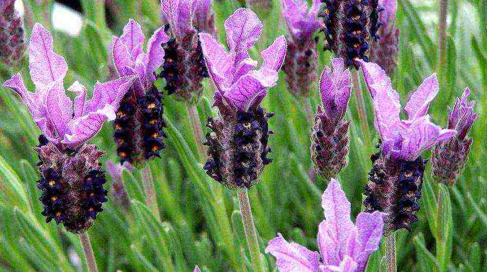 is it possible to grow lavender as a houseplant