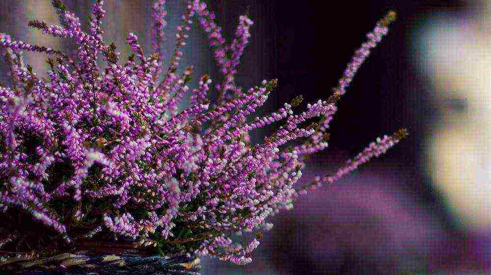 is it possible to grow lavender as a houseplant