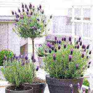 is it possible to grow lavender as a houseplant